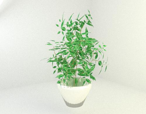 Ficus preview image